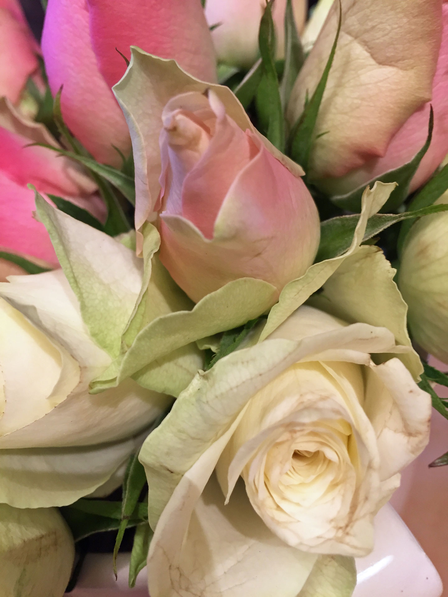 rosen-nah-natur1.jpg