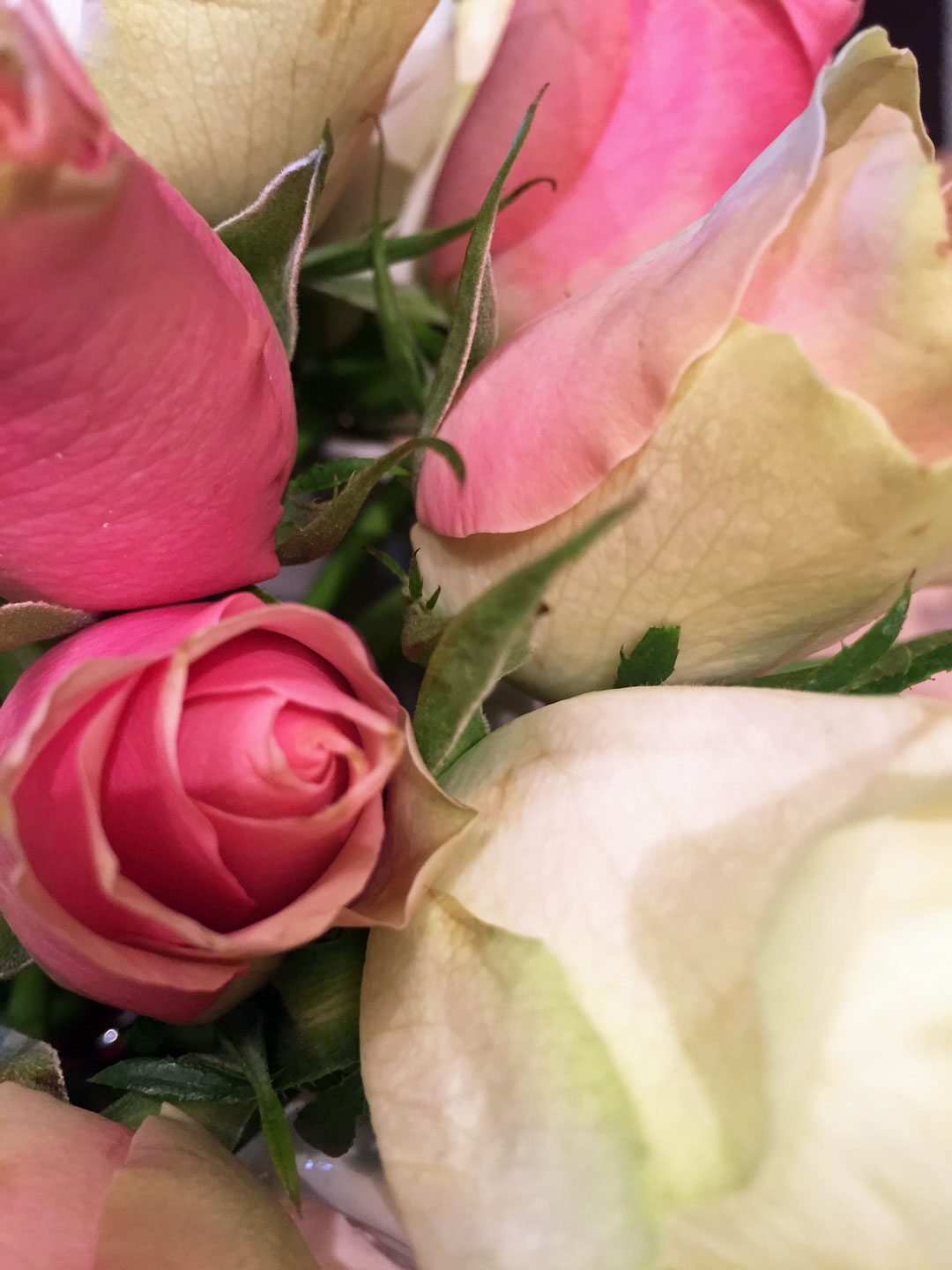 rosen-nah-natur2.jpg
