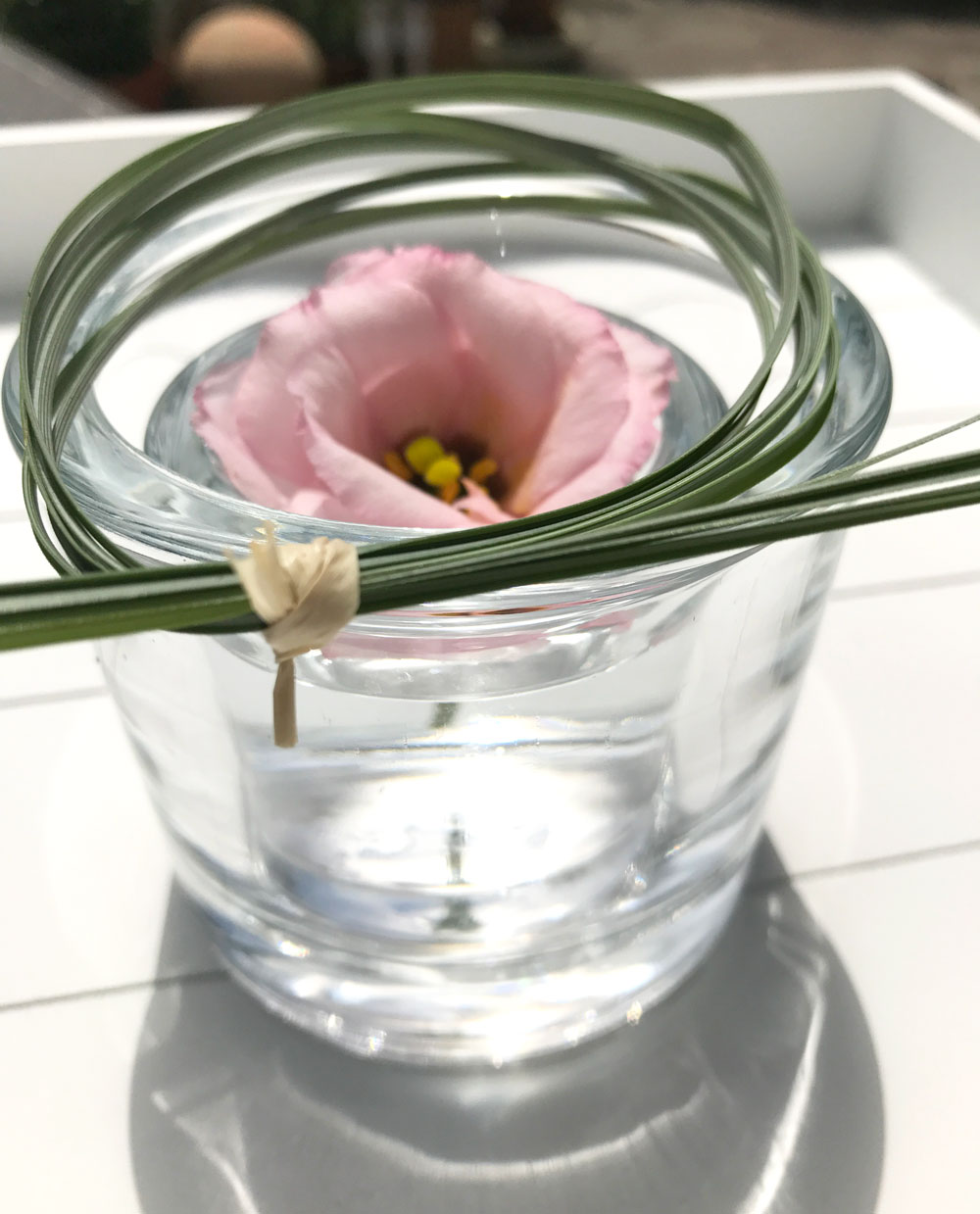 blume-rosa5.jpg