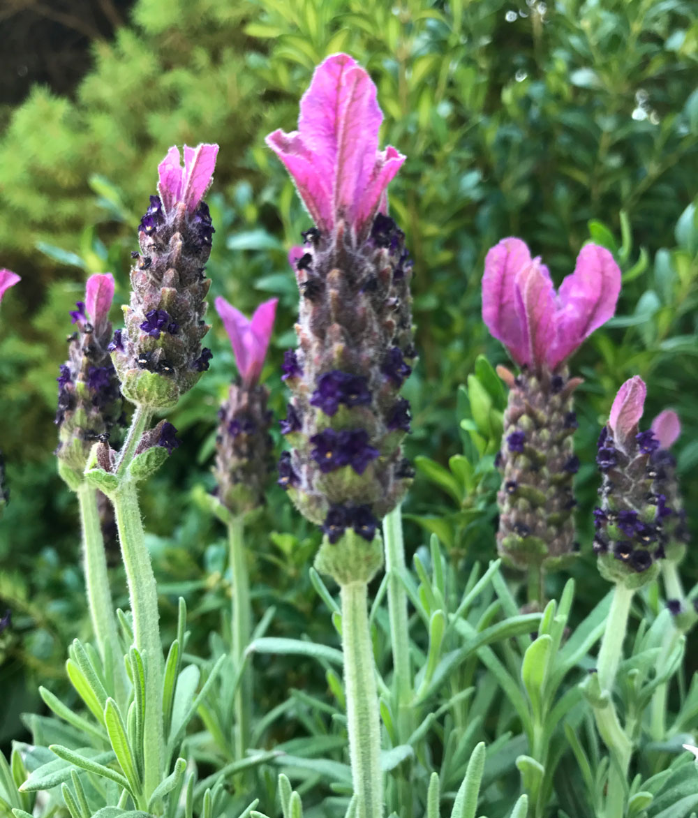 blumen-im-garten09.jpg
