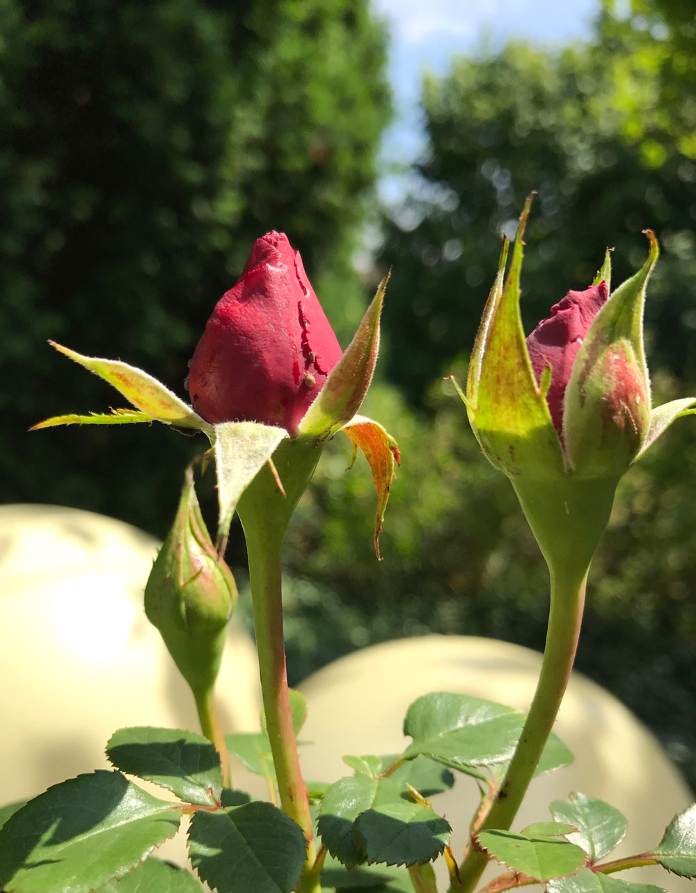 rose-garten.jpg
