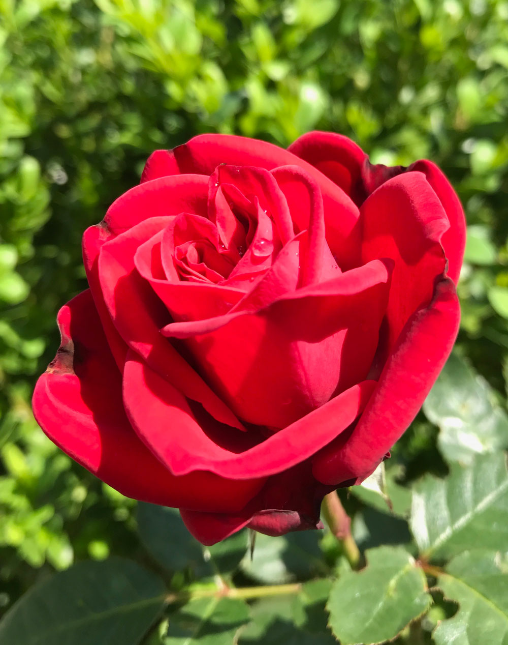 Rosenrot – weiss & schwarz