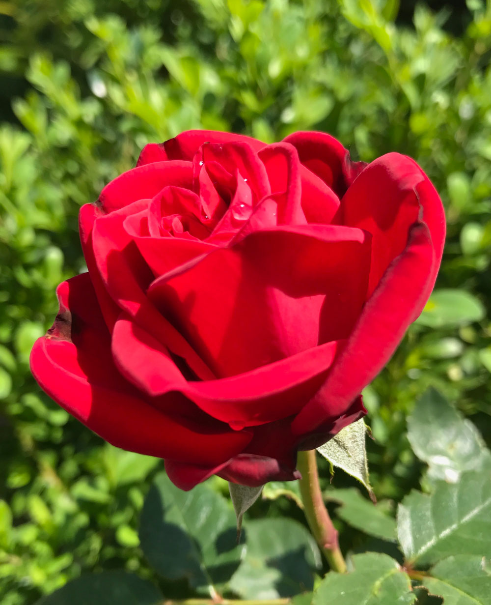 rose-im-garten6.jpg