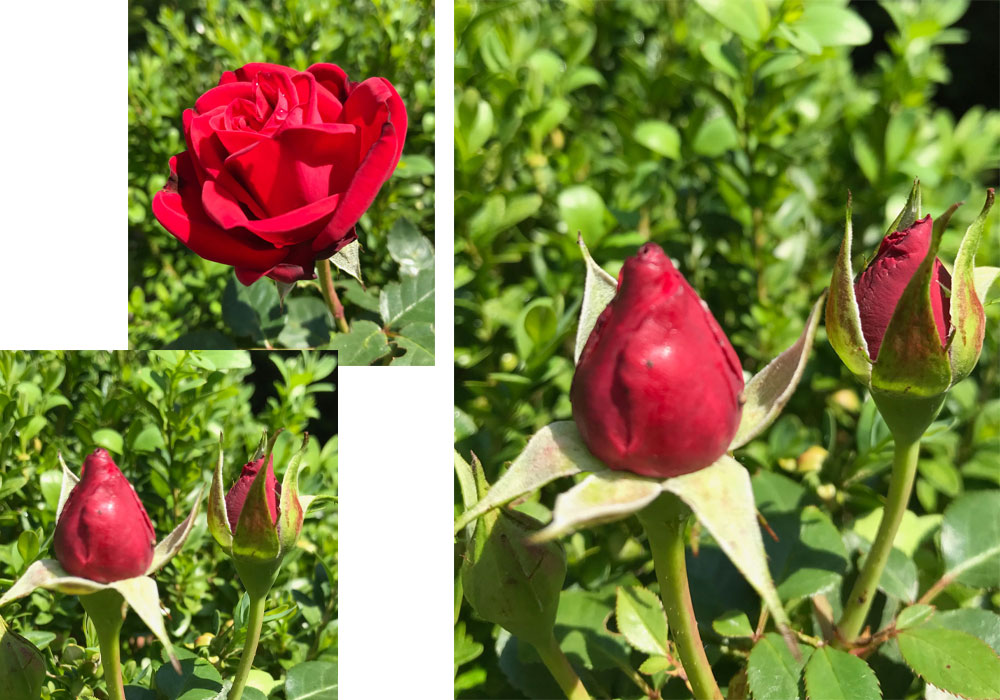rosen-coll.jpg