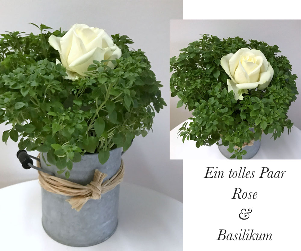 roseund-basilikum