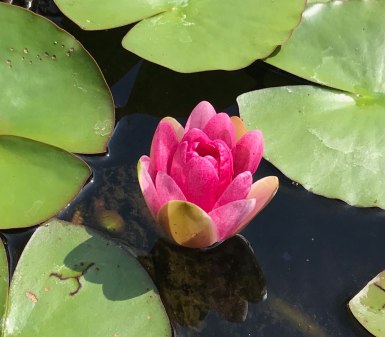 seerose2.jpg