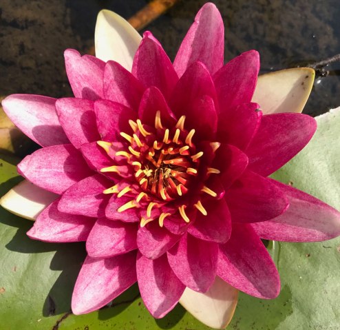 seerose3.jpg