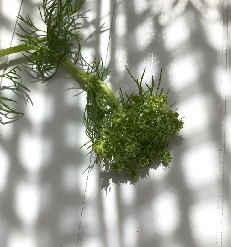 dill2.jpg