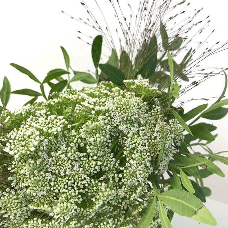 dill7.jpg