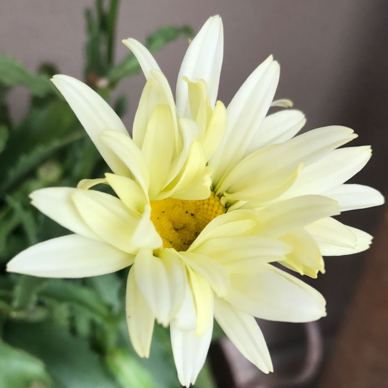 garten-blume10.jpg
