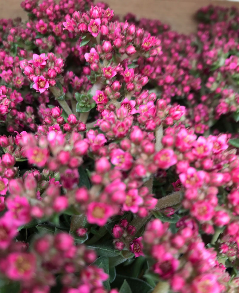 garten-blume4