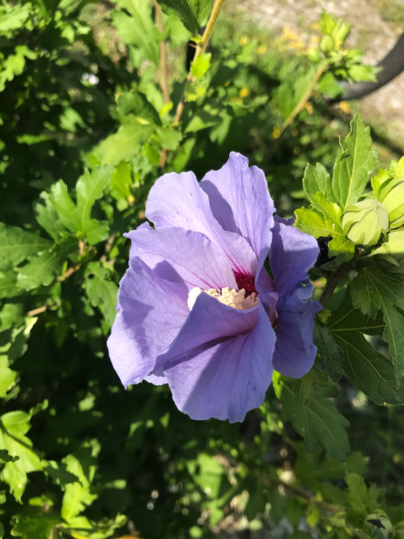 garten-blume61.jpg