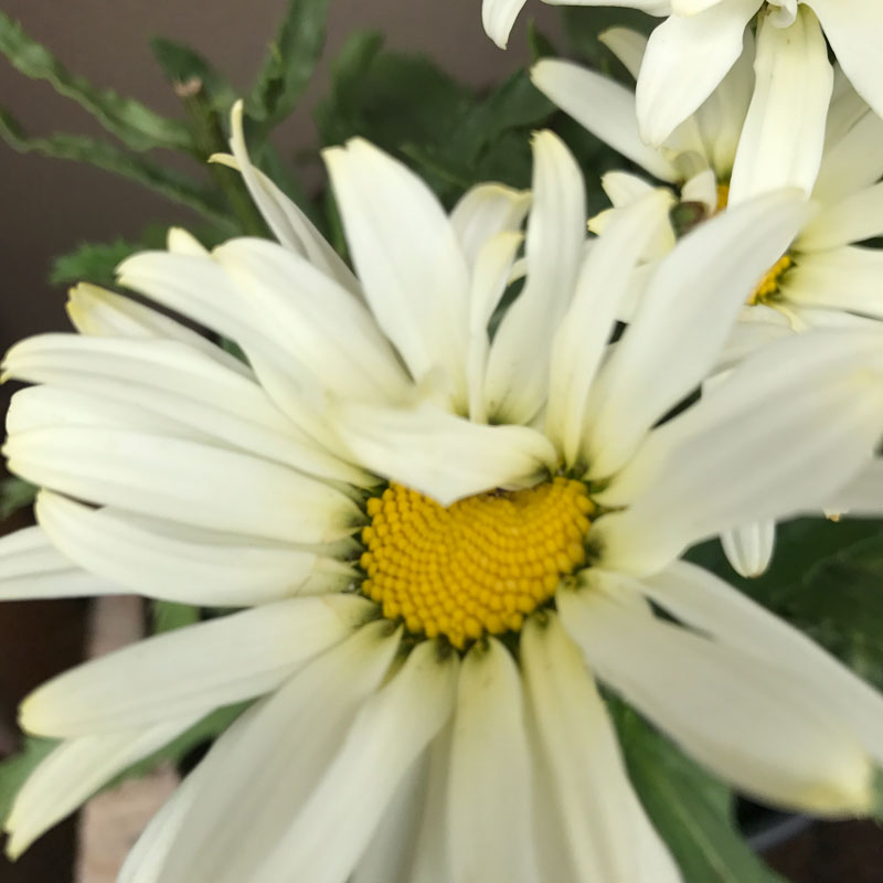 garten-blume7.jpg