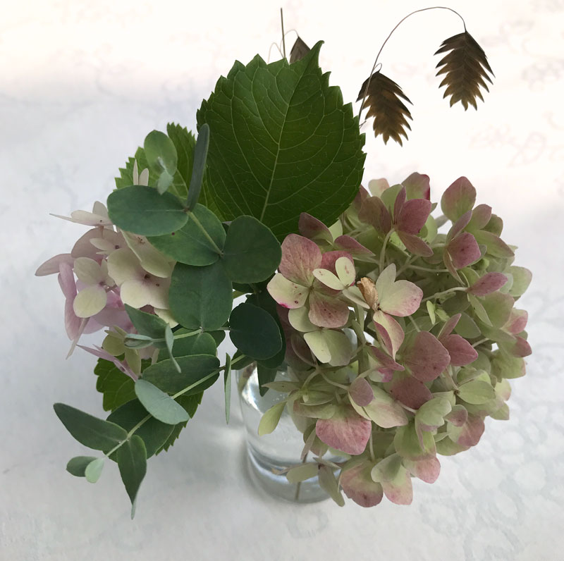 hortensia.jpg