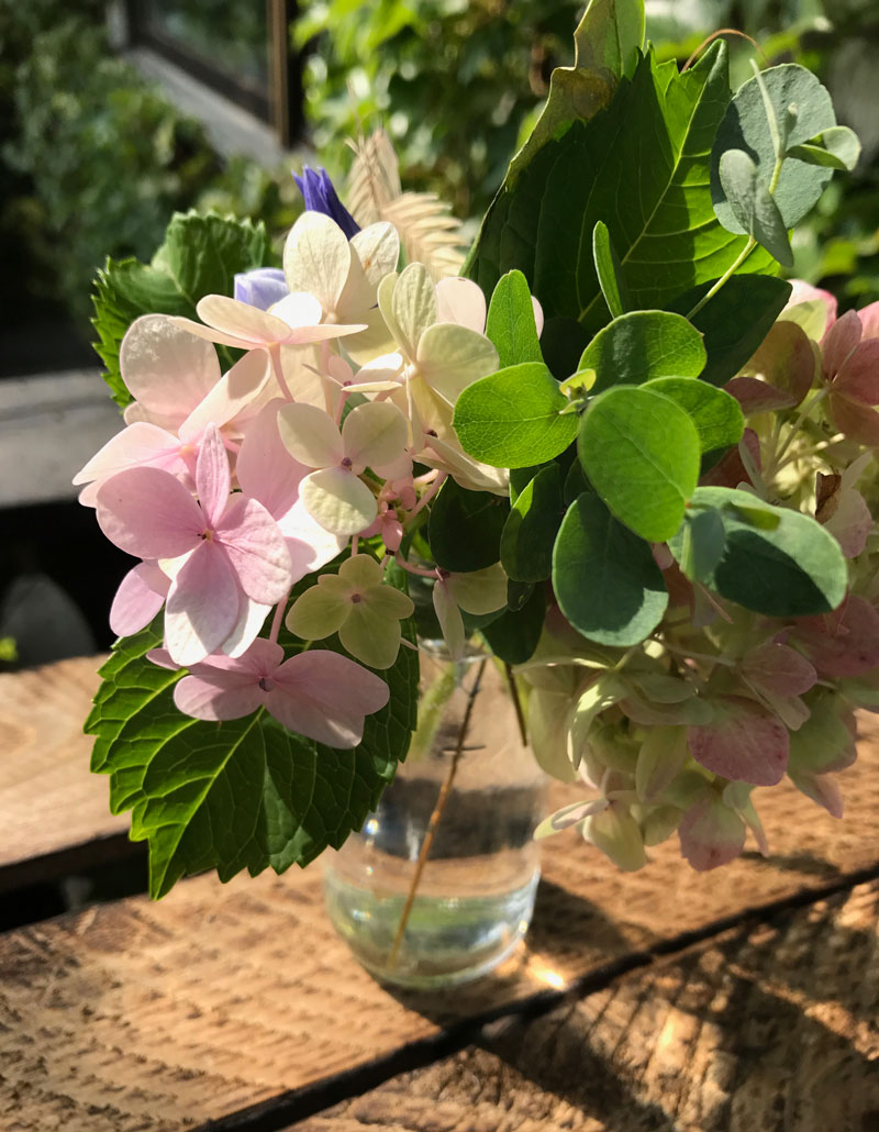 hortensia2.jpg