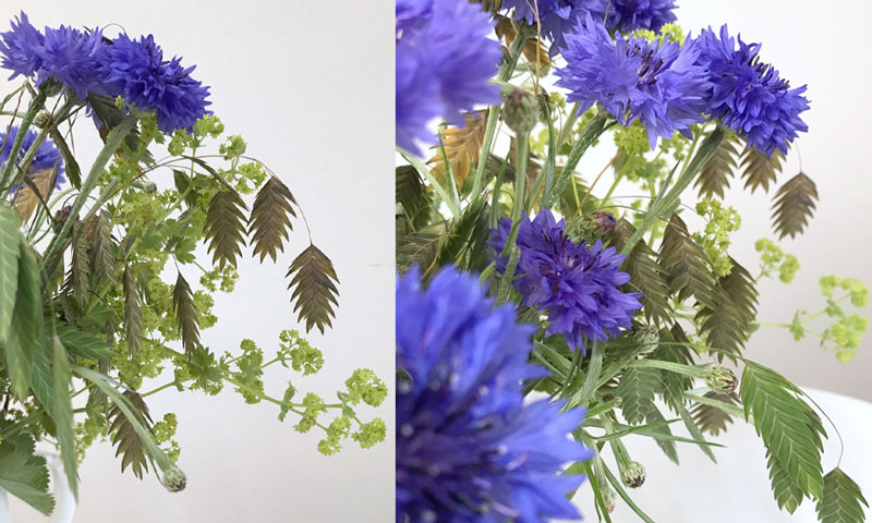 kornblumen-coll1.jpg