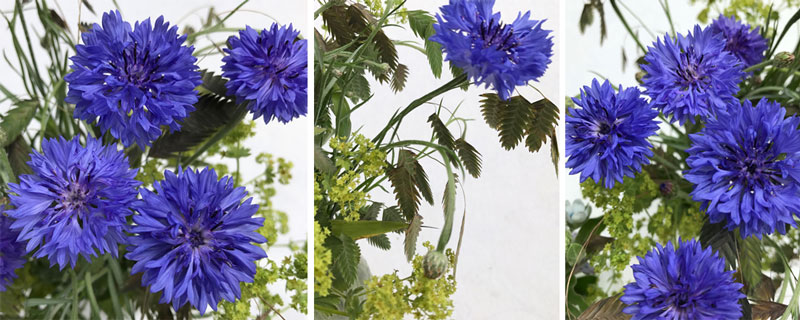 kornblumen-coll3.jpg