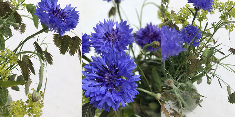 kornblumen-coll5.jpg
