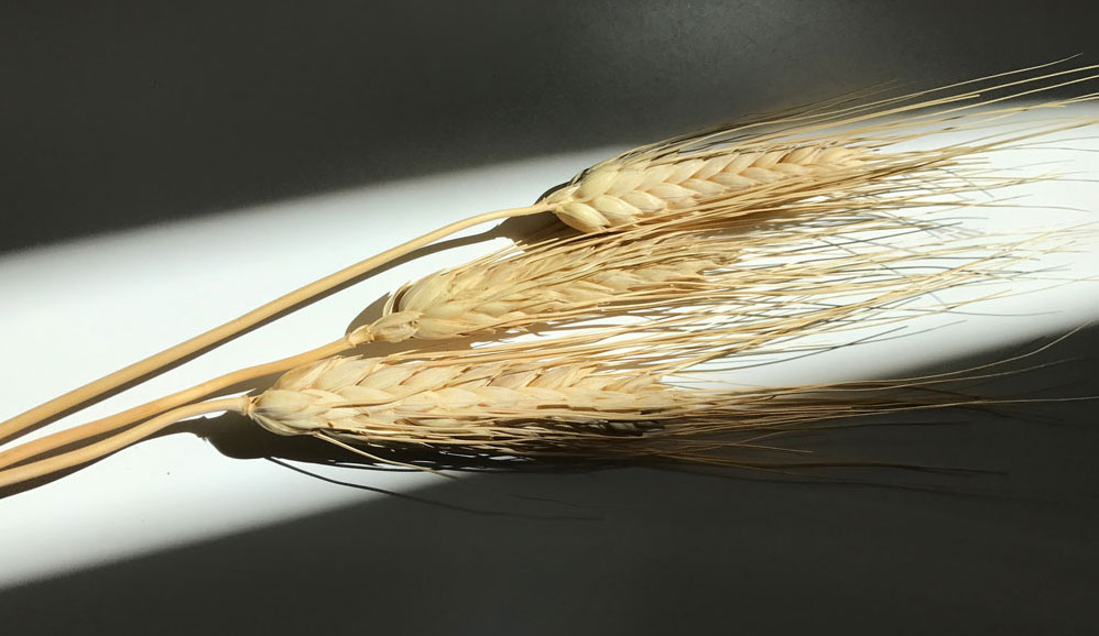 schatten-getreide7neu