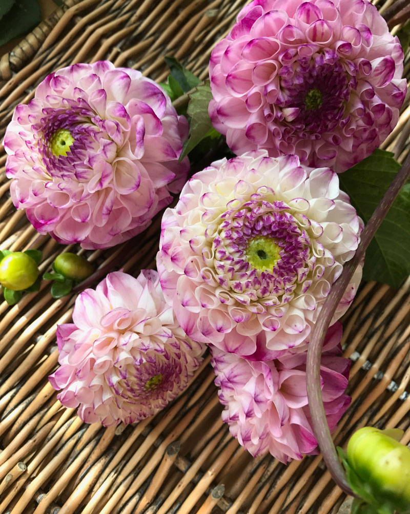 dahlien13.jpg