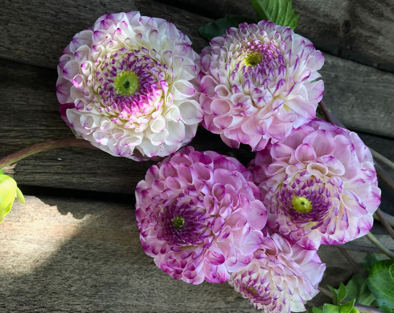 dahlien7.jpg