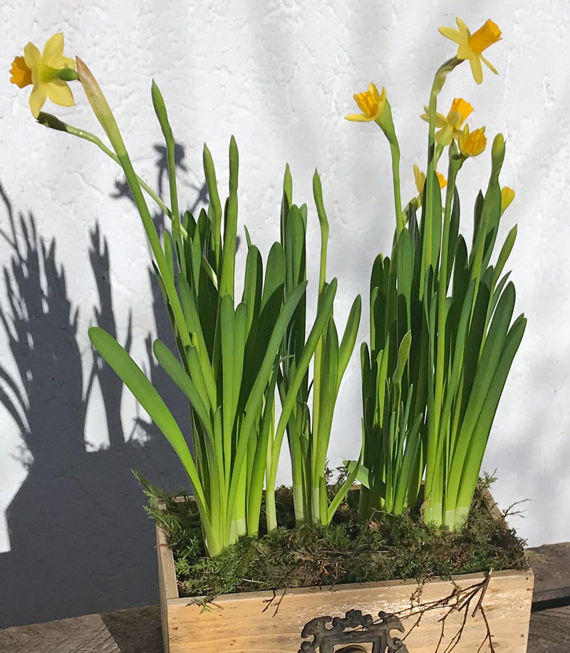 narziss50.jpg