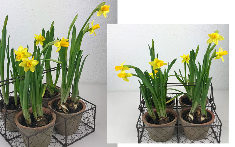 narzissen-coll2.jpg