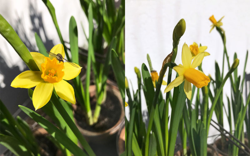 narzissen-coll4.jpg