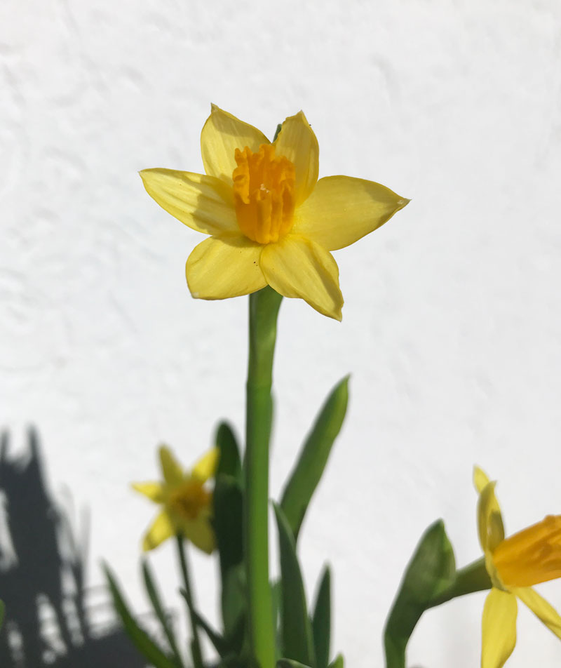 narzissen101.jpg