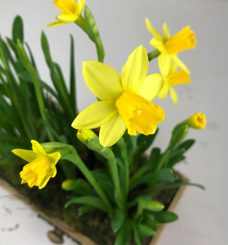 narzissen215.jpg