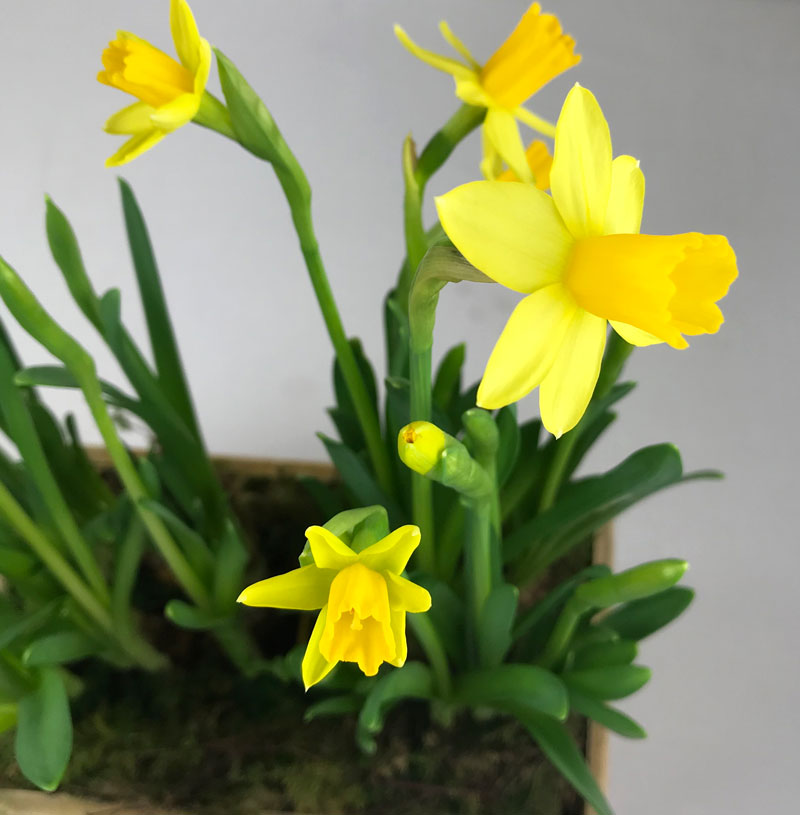 narzissen216.jpg