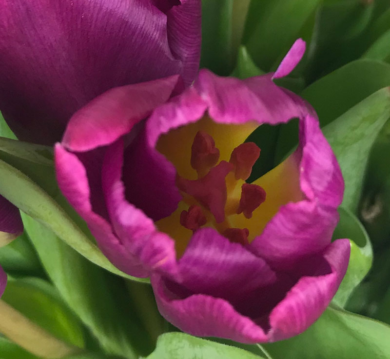tulp102.jpg