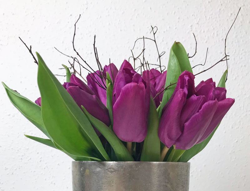 tulpen16.jpg