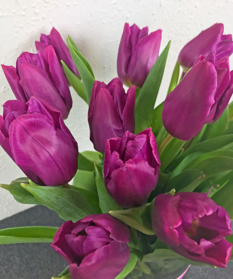 tulpen42.jpg