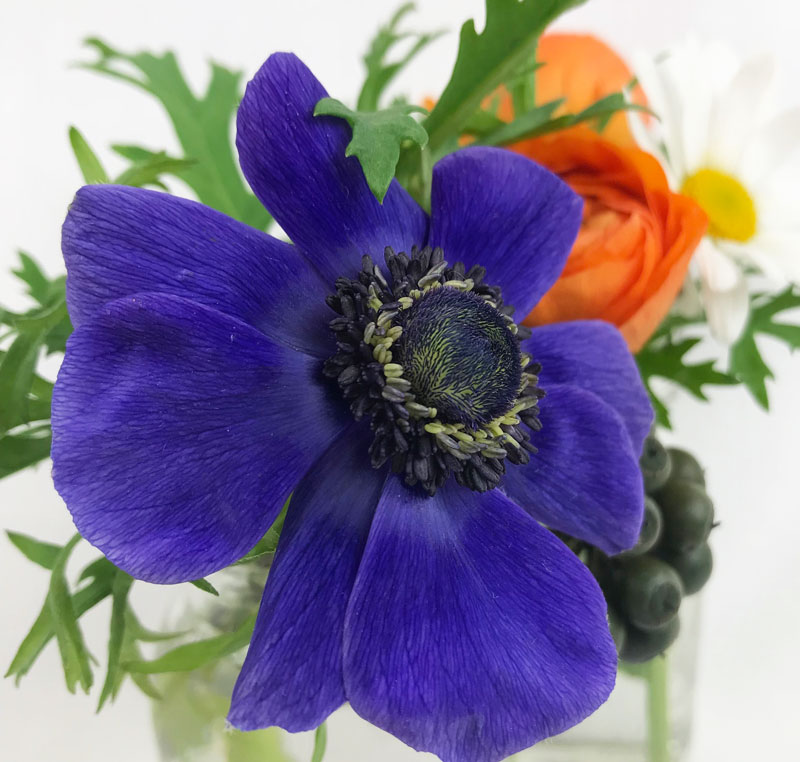 blaue-anemone701.jpg