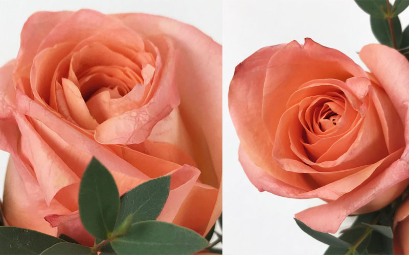 rose-coll3.jpg