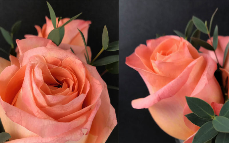rose-lachs-coll1.jpg