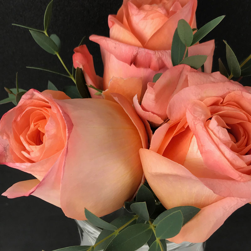 rose11.jpg