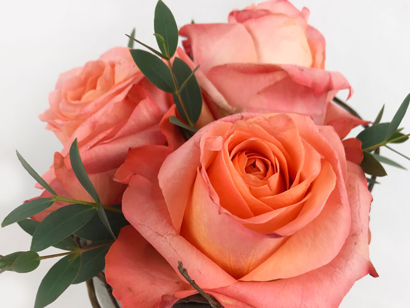 rose2.jpg