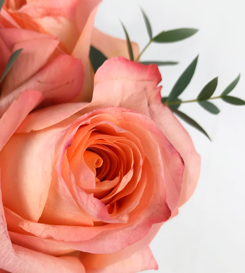 rose3.jpg