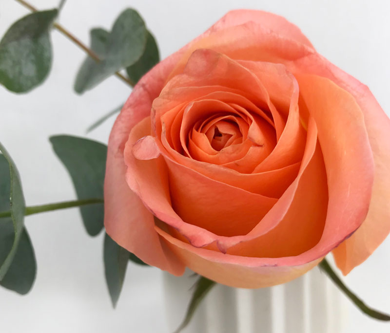 rose61.jpg
