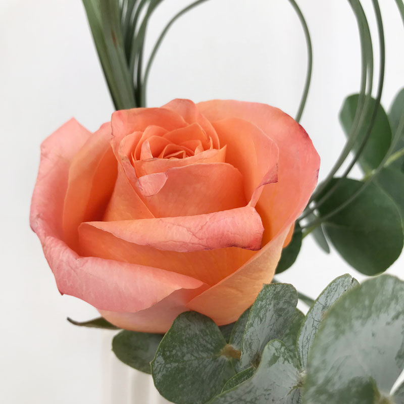 rose68.jpg