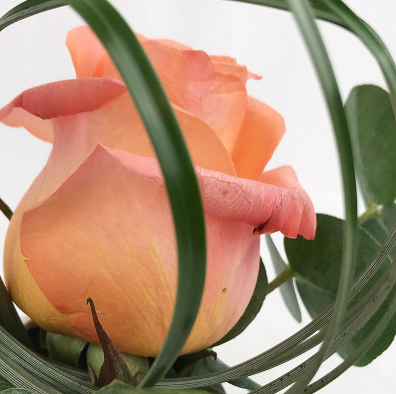 rose75.jpg
