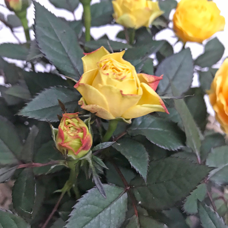 gelb-rose20.jpg