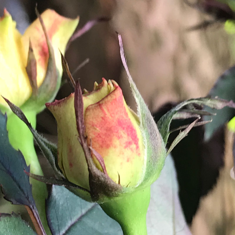 gelbe-rose5.jpg