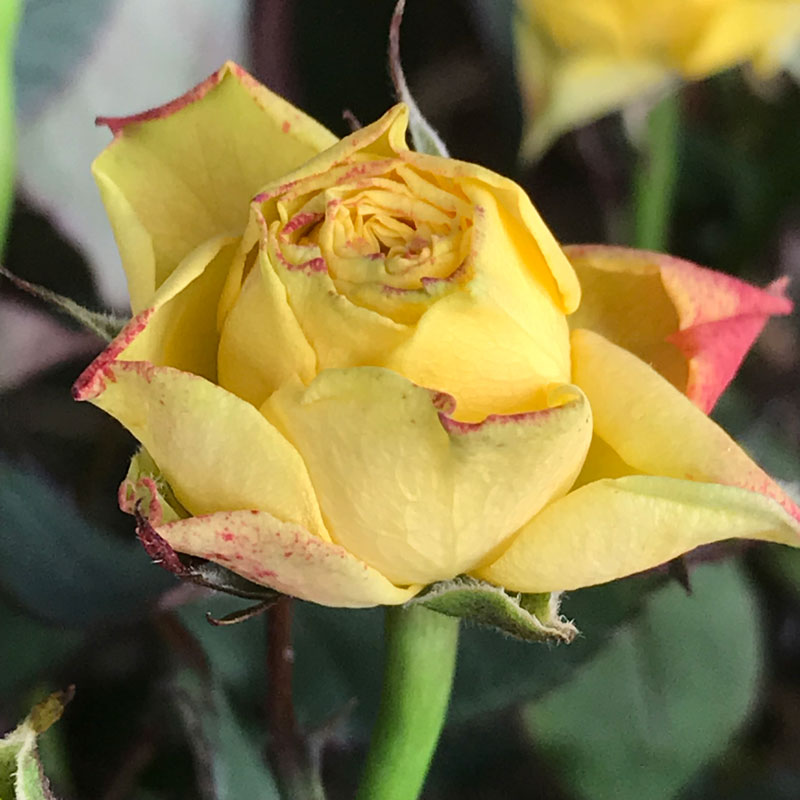 gelbe-rose6.jpg
