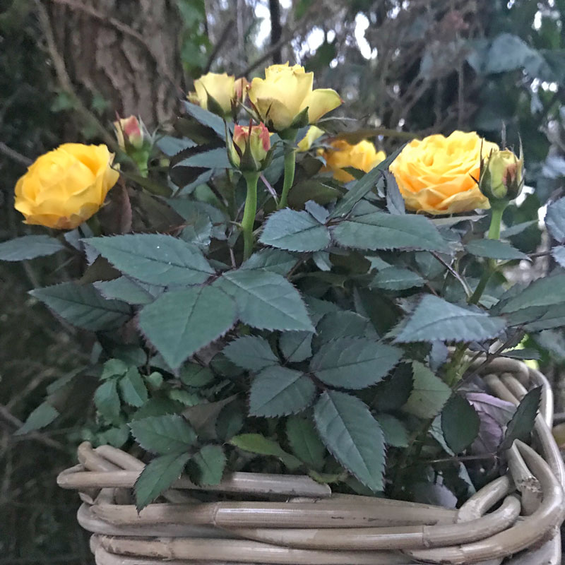 rose-gelb22.jpg