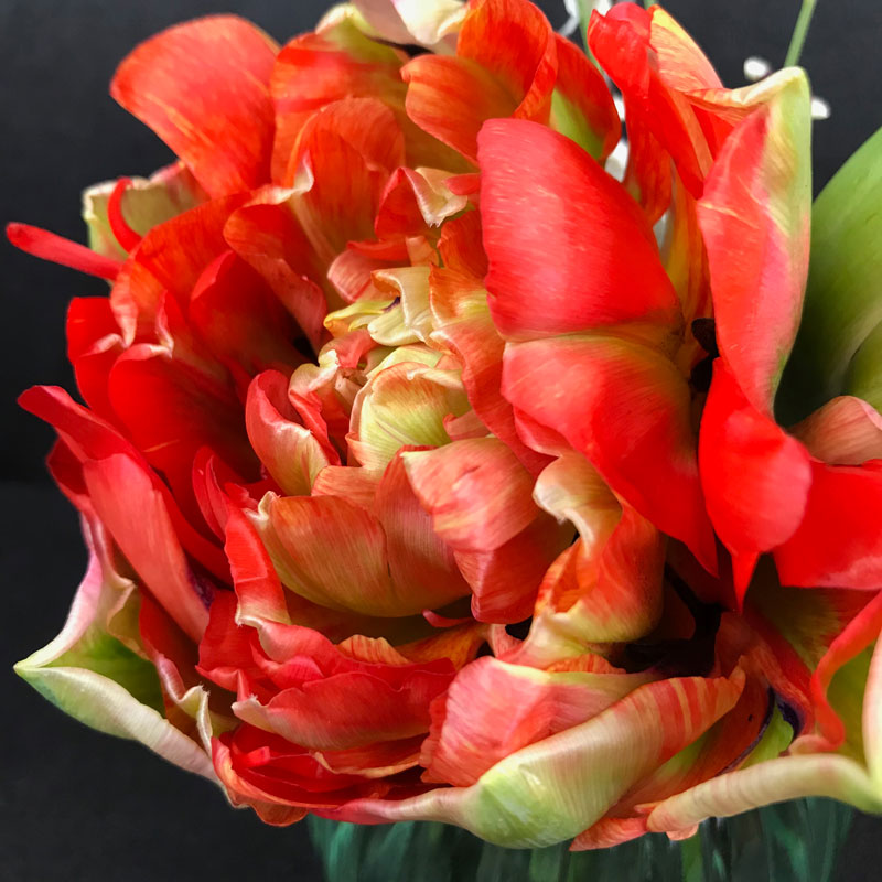 tulp129.jpg
