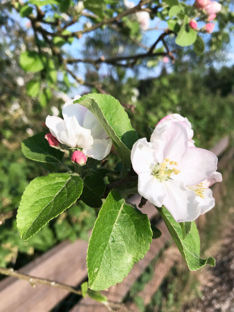 apfel1.jpg