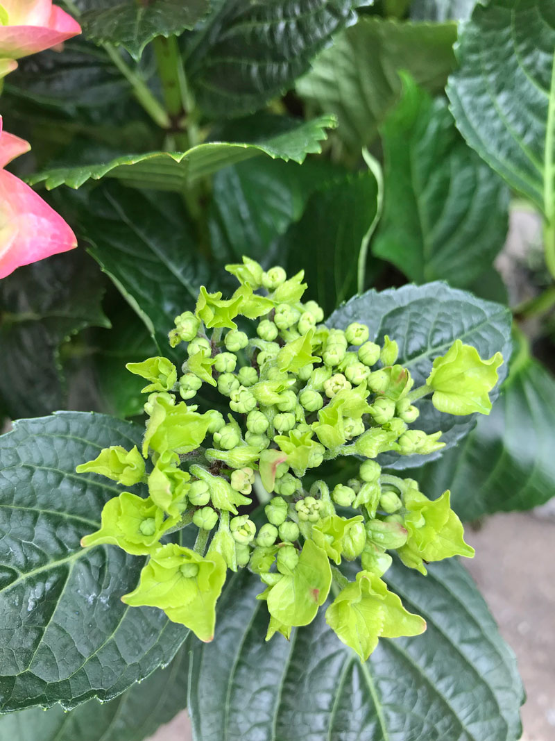 hort30.jpg